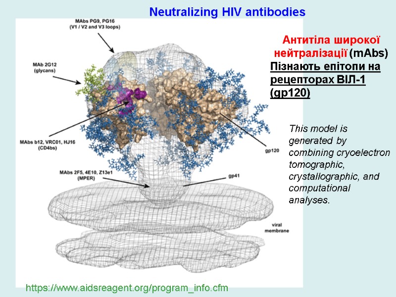 Антитіла широкої нейтралізації (mAbs)  Пізнають епітопи на рецепторах ВІЛ-1 (gp120) https://www.aidsreagent.org/program_info.cfm Neutralizing HIV